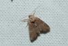 Mesoligia furuncula